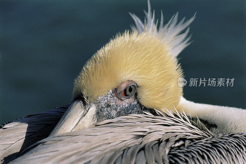 褐鹈鹕休息。(Pelicanus occidentalis)